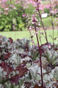 Heuchera 'Dark Secret'